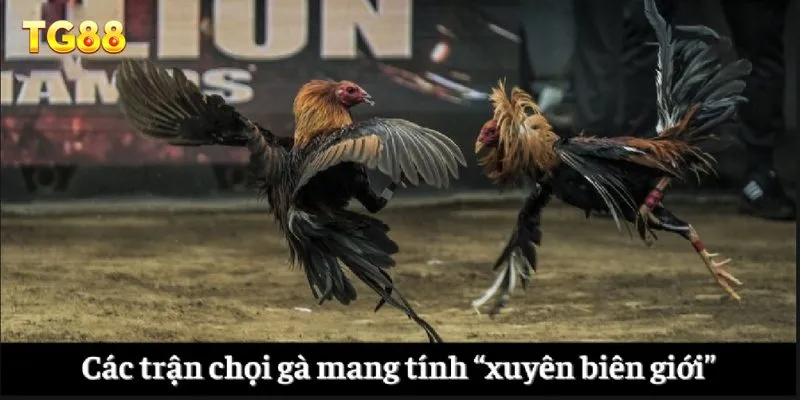 Các trận chọi gà mang tính “xuyên biên giới”