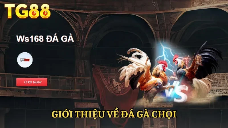 Giới thiệu về đá gà chọi