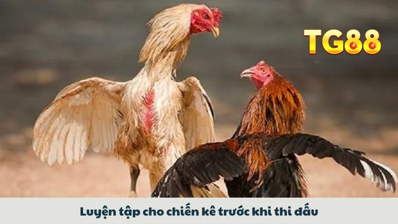 Luyện tập cho chiến kê trước khi thi đấu