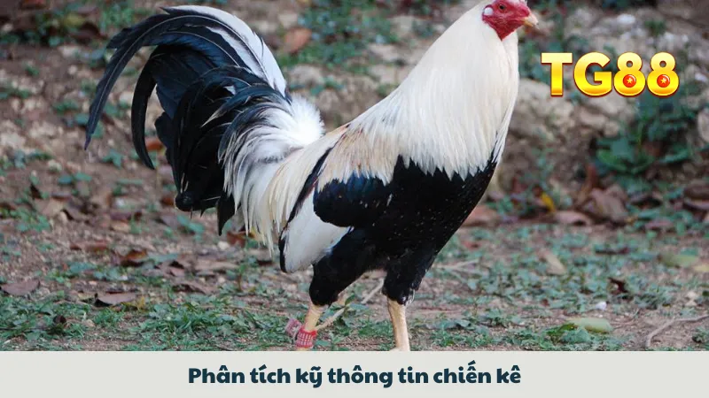 Phân tích kỹ thông tin chiến kê